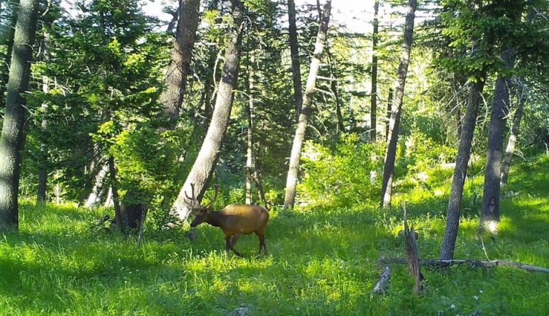 Snowy-Mountain-Trophy-Ranch-25