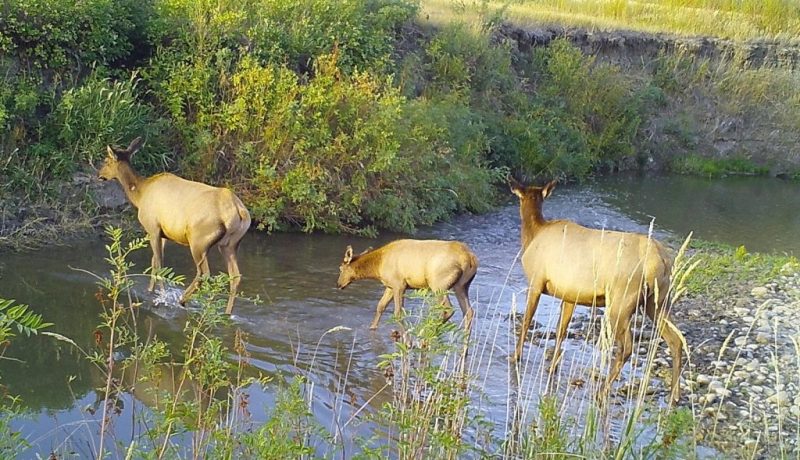 Teigen Wildlife 06