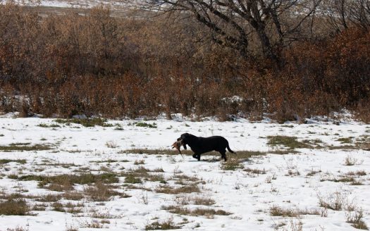 Opening Day at the Teigen Ranch