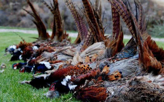 Farm and Ranch Properties