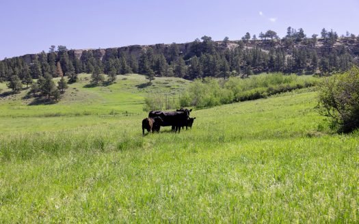 Bear Creek Ranch | 1,180 acres  Lewistown, MT | $2,990,000