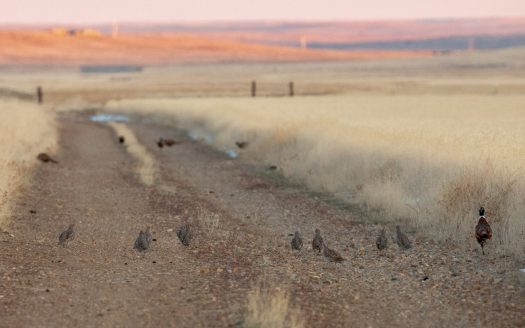 Sold! Black Butte Ranch 4,255 deeded acres  Lewistown, MT | Asking Price $5,500,000