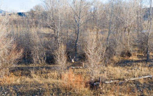 Sold! Judith River Fur & Feathers | 1,213 acres Lewistown, MT | Asking Price $2,990,000