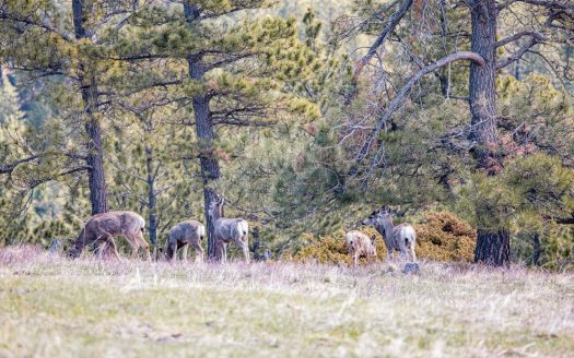 Sold! Ruby Ridge Ranch | 800 acres  Lewistown, MT | Asking Price $2,800,000