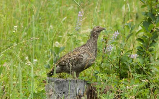 Recent Wildlife Activity | Snowy Mountain Trophy Ranch