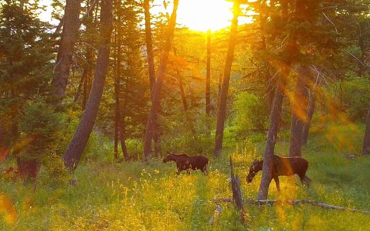 Recent Wildlife Activity | Snowy Mountain Trophy Ranch