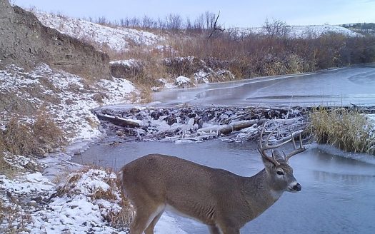 Wildlife from Fall of 2017 | Teigen Ranch
