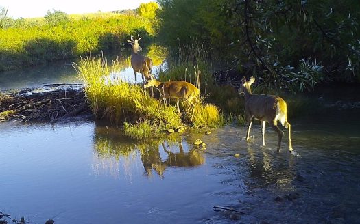 Wildlife from Fall of 2017 | Teigen Ranch