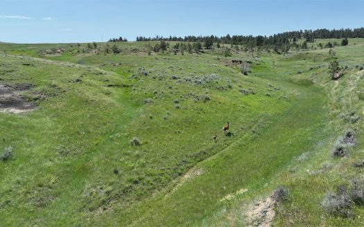 Price Adjustment! Weed Creek Ranch |1,312 acres East Side of Bull Mountains | $1,312,000